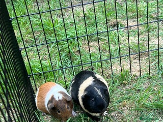 Guinea Pig rodents X2 gorgeous male guinea pigs - Advert 17