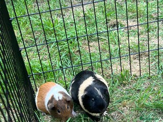 Guinea Pig rodents X2 gorgeous male guinea pigs - Advert 6