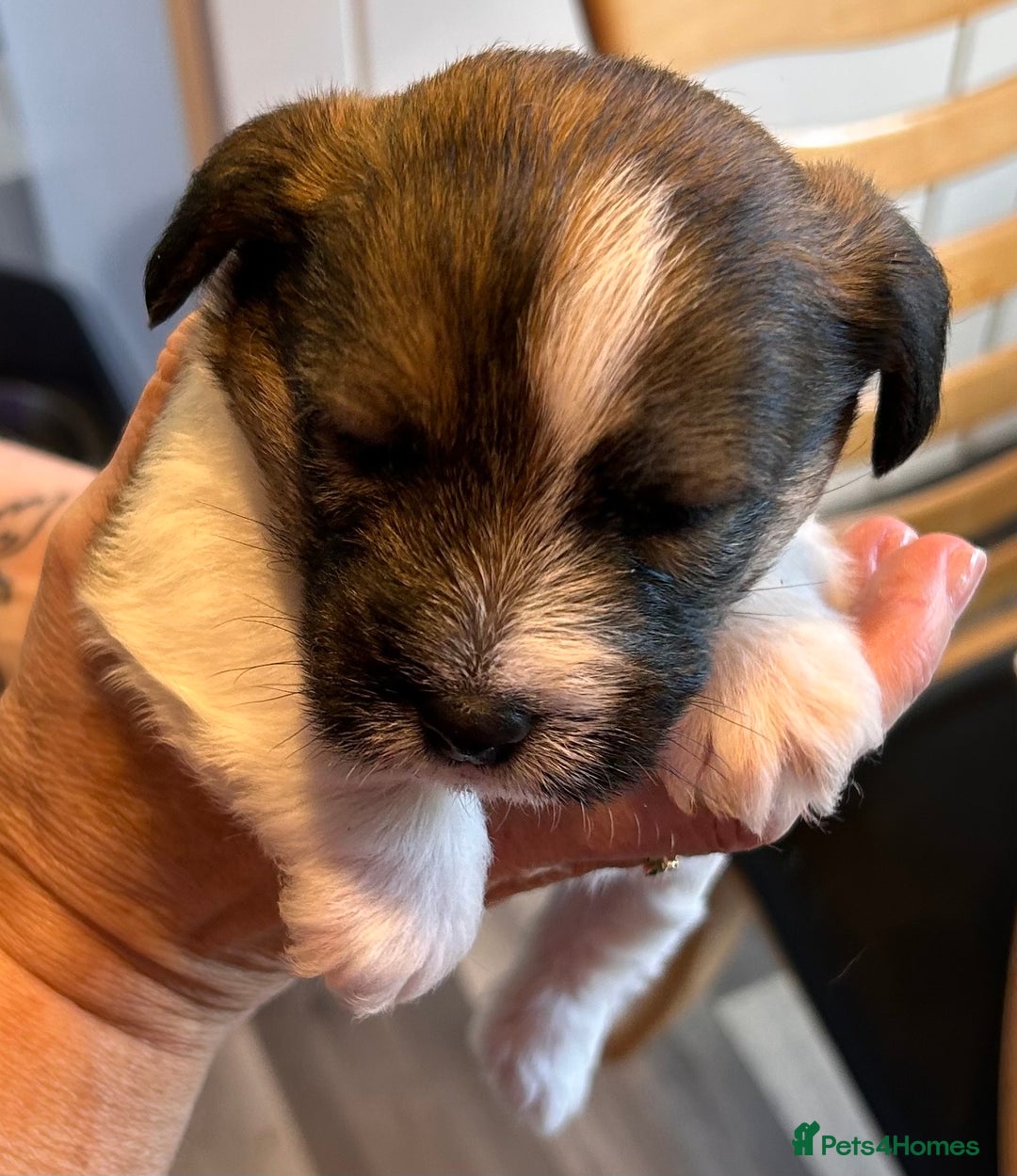 Jack Russell dogs for sale: Pedigree Jack Russell Terriers - Image 10
