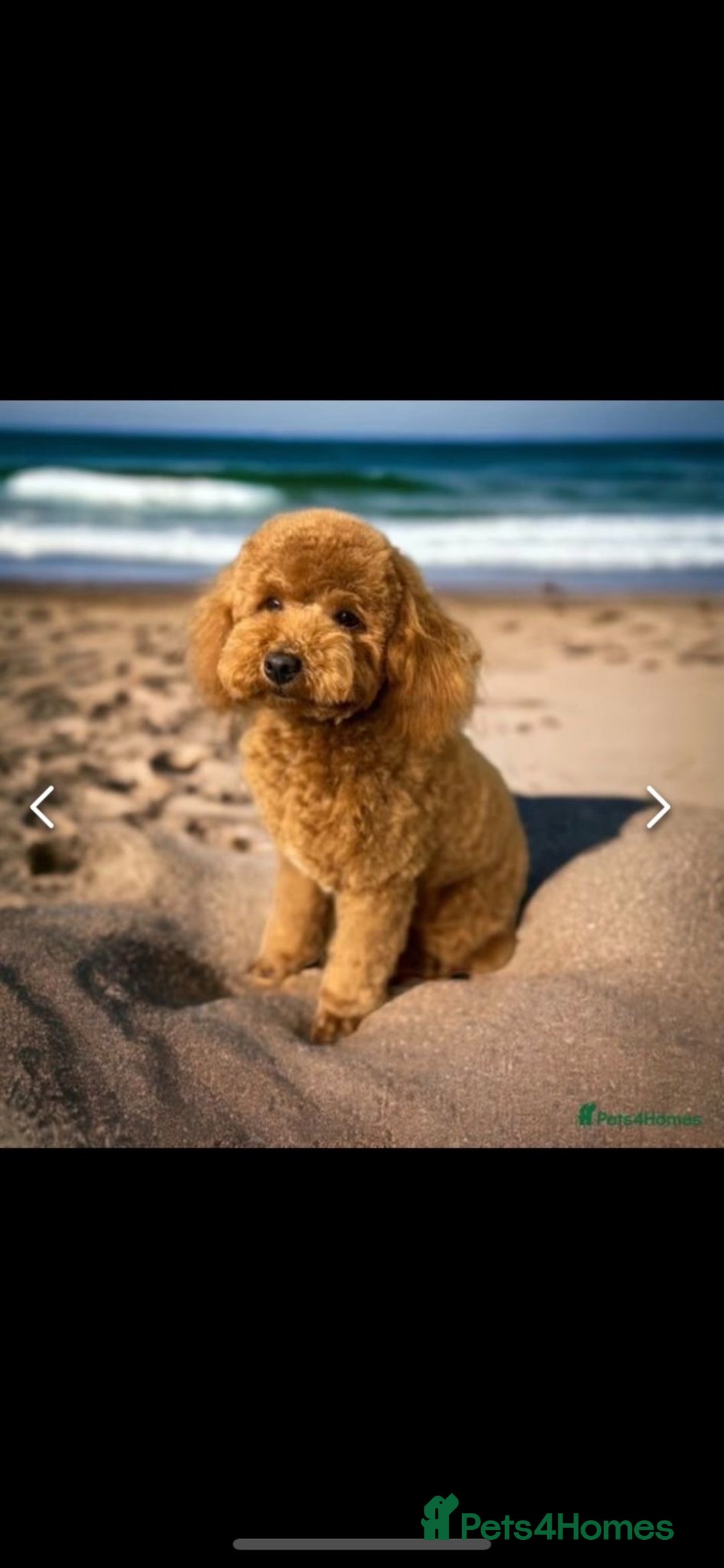 Maltipoo dogs for sale: Stunning quality Maltipo’s for sale  - Advert 6