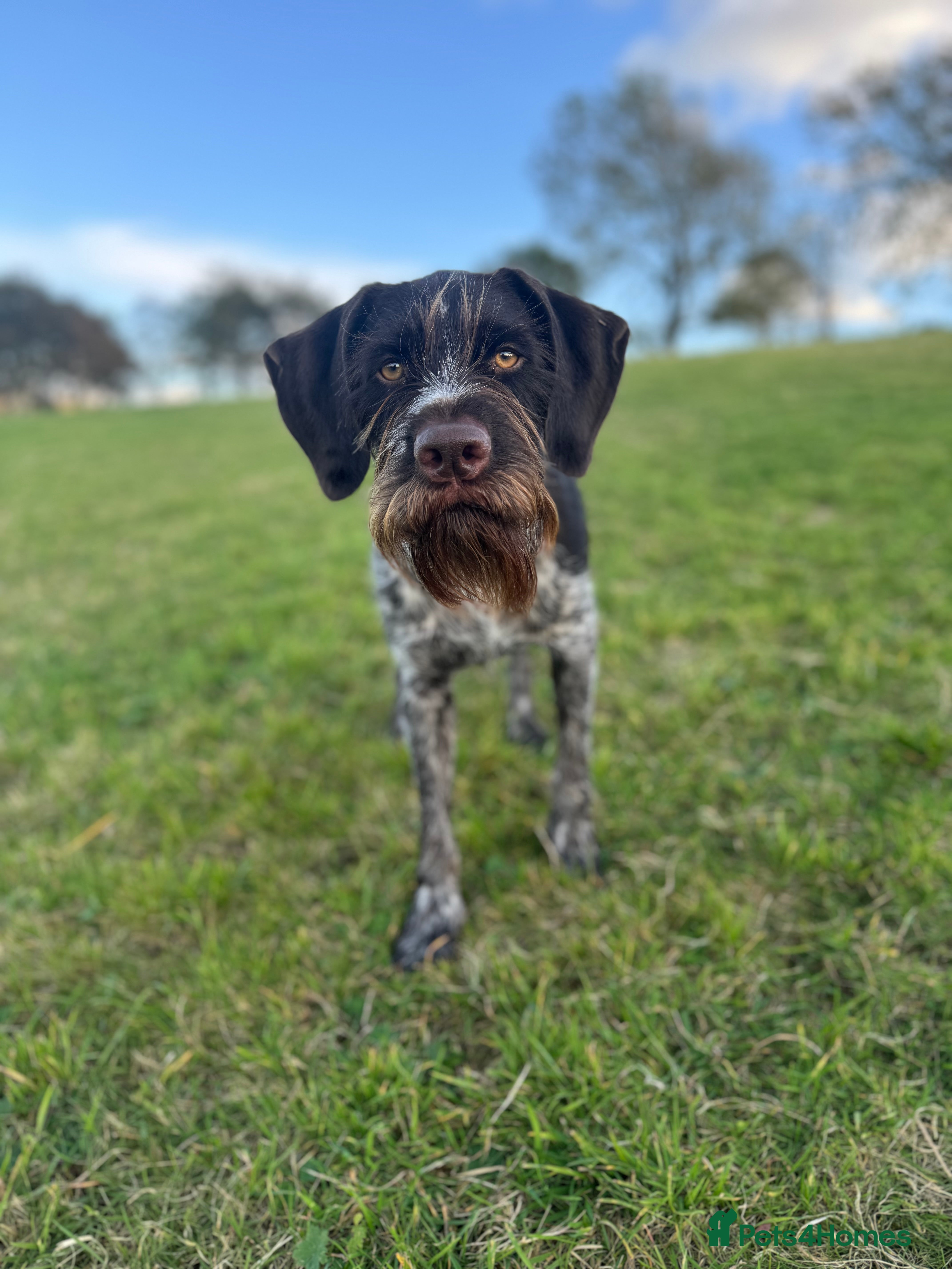 German Wirehaired Pointer dogs Pedigree German Wirehaired Pointer Pups.  - Advert 1