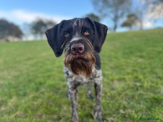 German Wirehaired Pointer dogs Pedigree German Wirehaired Pointer Pups. - Advert 11