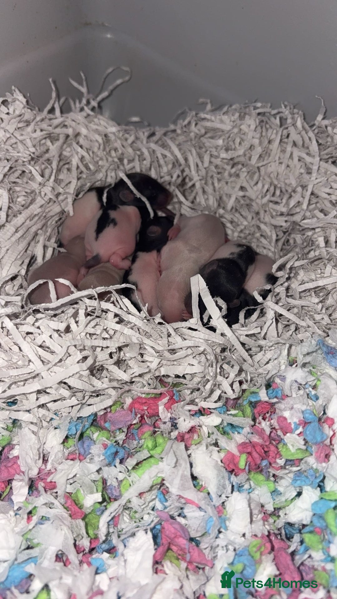 Rat rodents for sale: Baby rats for sale  - Advert 2