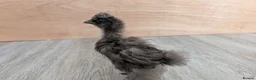 Chickens poultry for sale: Beautiful full breed silkie chickens  - Advert 7