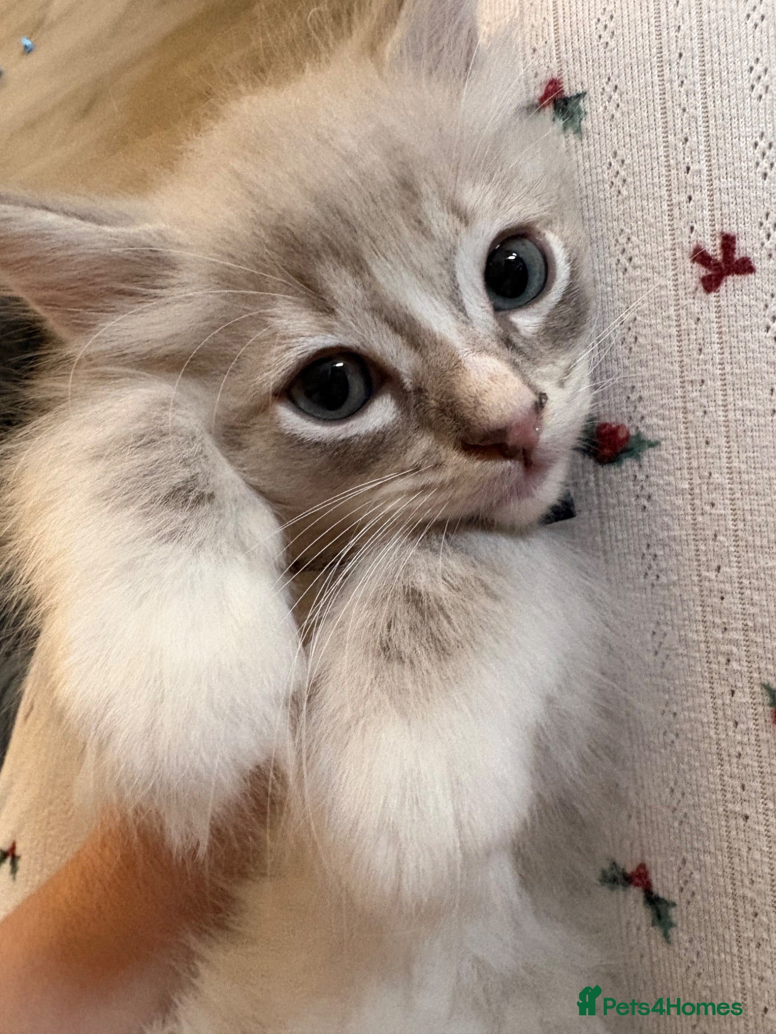 Ragdoll cats 💙 Last Mink Lynx Ragdoll Boy Ready Now 💙 - Advert 1
