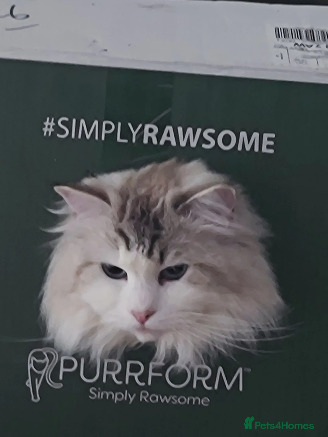 Ragdoll cats for stud: Ragdoll stud - Advert 2