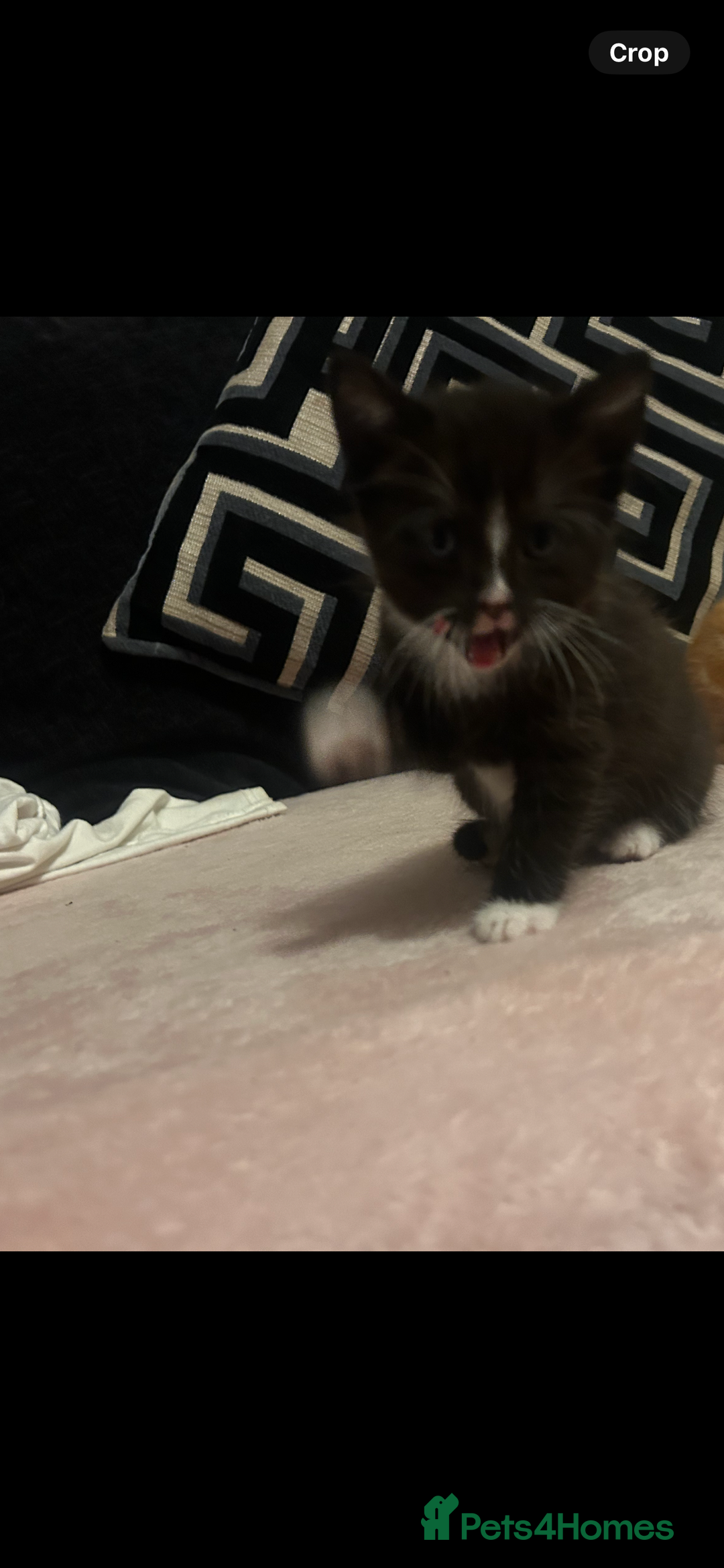 Domestic Shorthair cats for sale: 3 kittens looking for there forever homes 💗 - Image 3