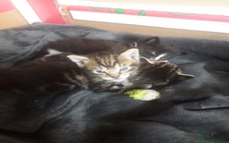Mixed Breed cats for sale: 3 beautiful kittens  in Wakefield - Image 12