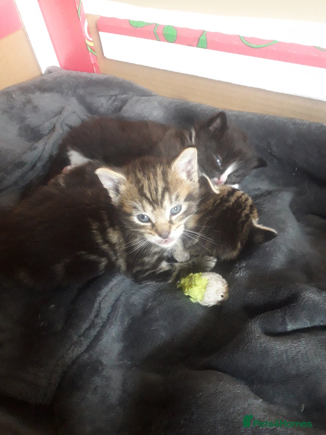 Mixed Breed cats for sale: 3 beautiful kittens  in Wakefield - Image 12