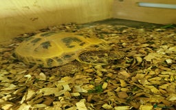 Tortoise reptiles for sale: Male tortoise - Image 1