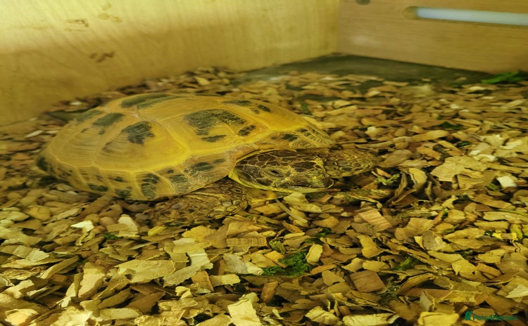 Tortoise reptiles - Advert 1