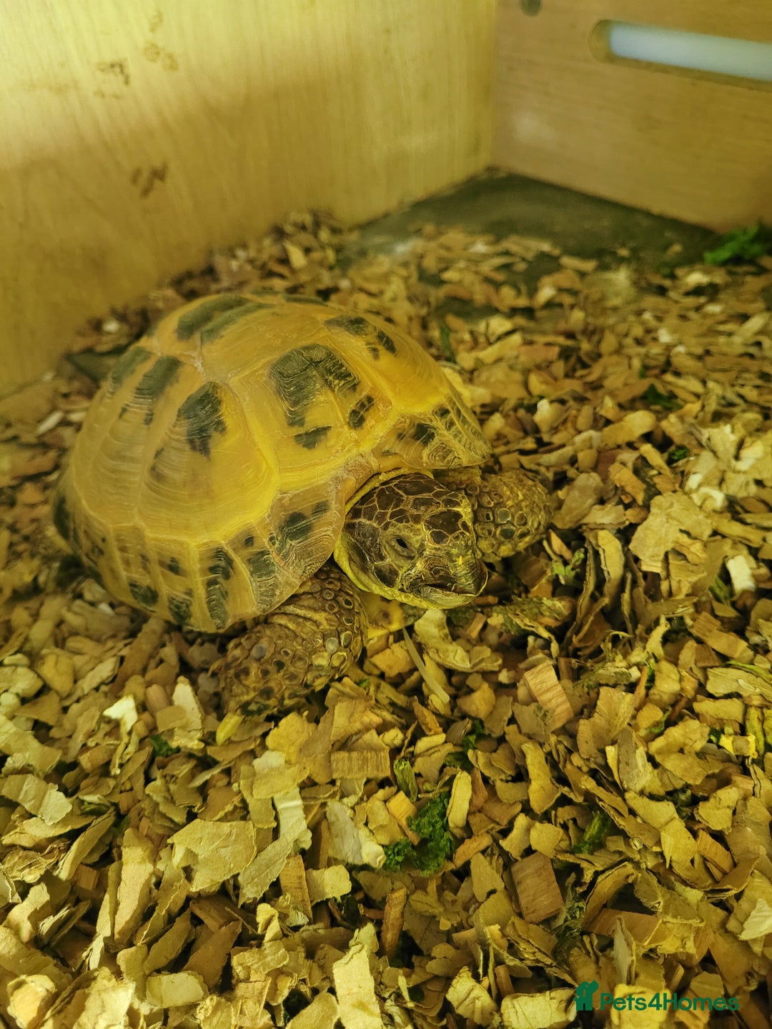 Tortoise reptiles for sale: Male tortoise - Image 1