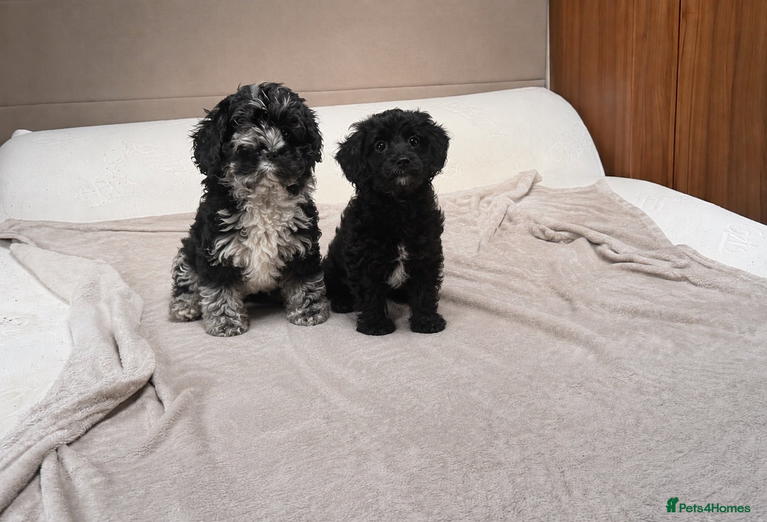 Cockapoo dogs Cockapoo pups available now - Advert 1