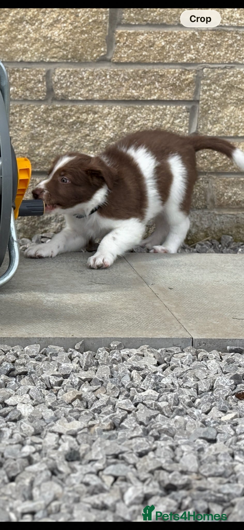 Border Collie dogs Exceptional Border collie pups  - Advert 10