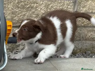 Border Collie dogs Exceptional Border collie pups - Advert 8