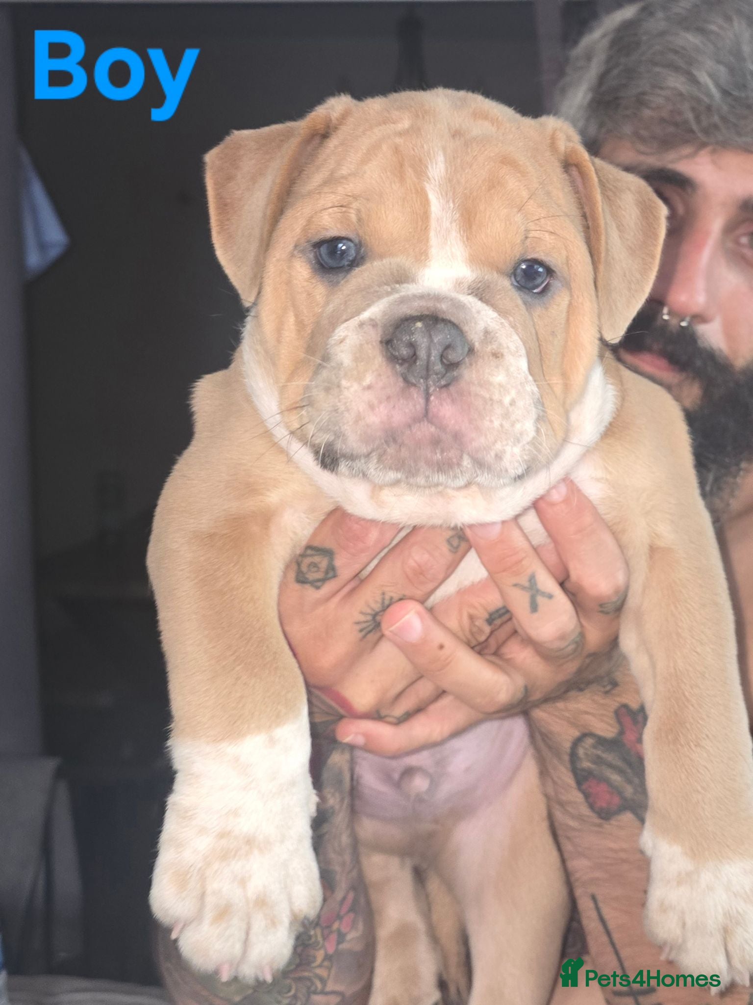 Olde English Bulldogge dogs Stunning Olde English Bulldogge Pup - Advert 10