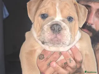 Olde English Bulldogge dogs Stunning Olde English Bulldogge Pup - Advert 10