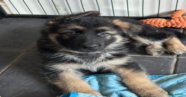 German Shepherd dogs - Advert 7