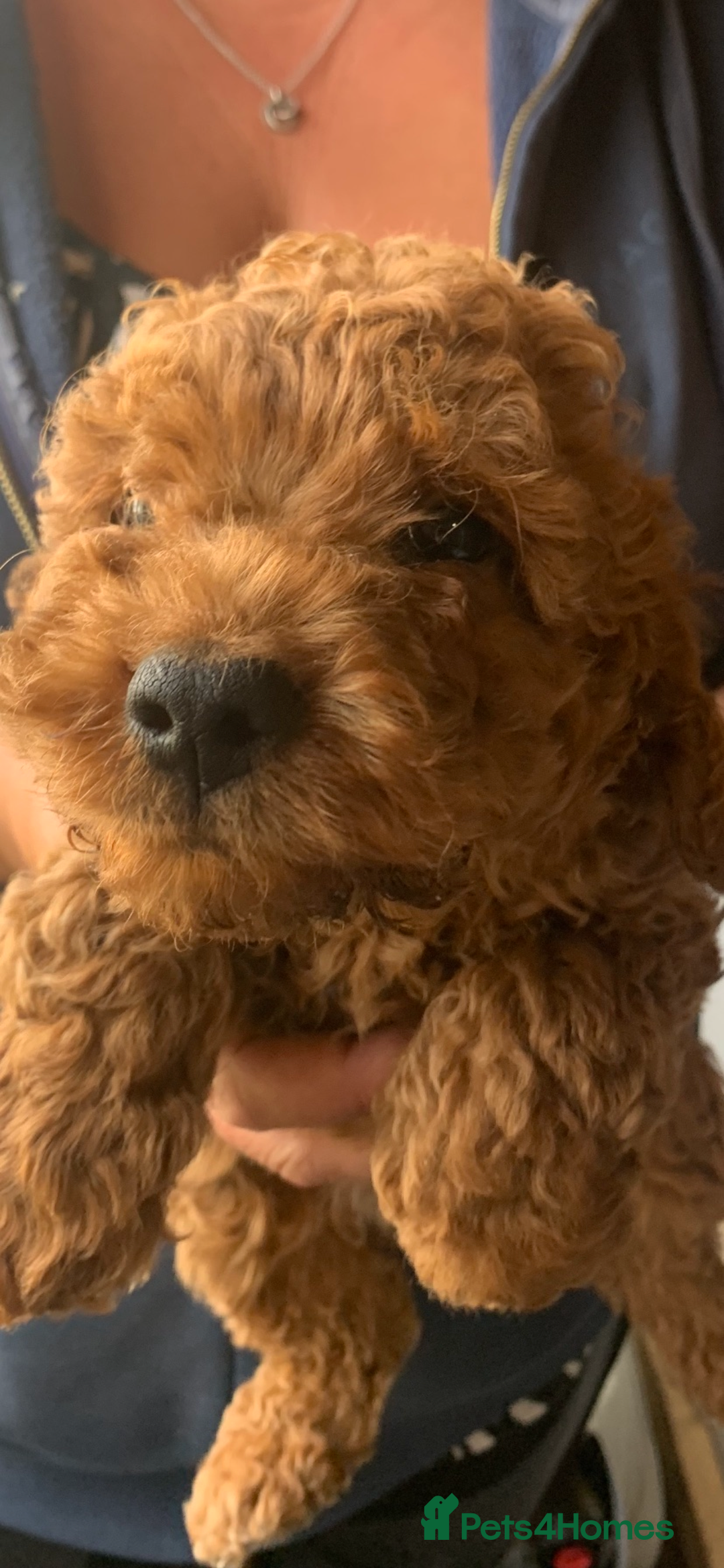 Cockapoo dogs for sale: Cockapoo Pups - Image 4