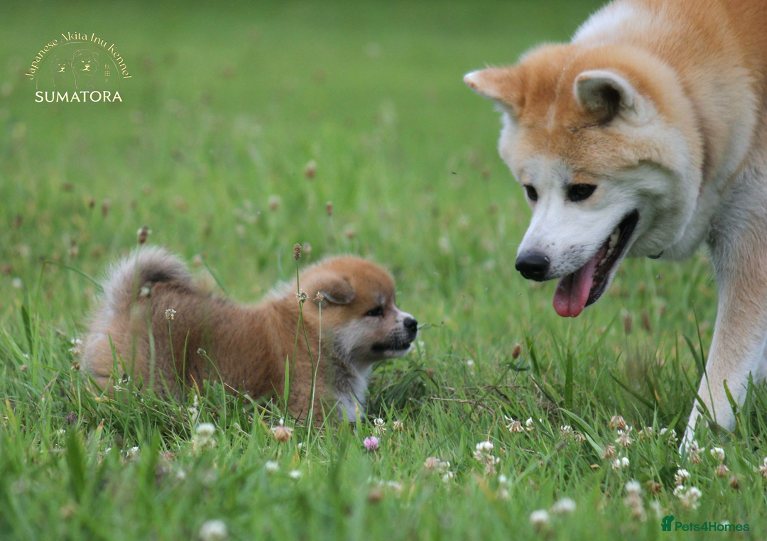 Japanese Akita Inu dogs for sale: ♥OUR PUPPIES ARRIVED♥ in Builth Wells - Image 23