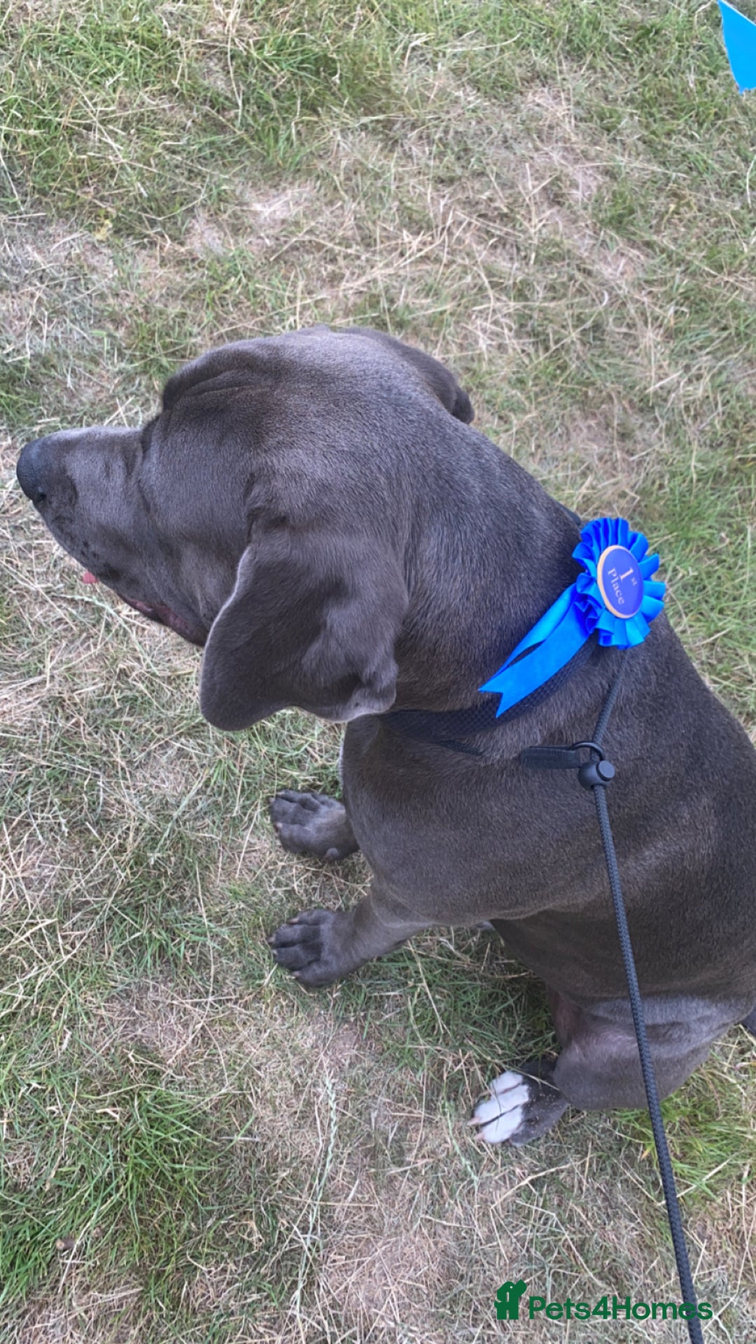 Presa Canario dogs for stud: Mr Sox  - Image 5