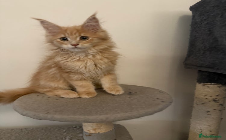 Maine Coon cats - Advert 1