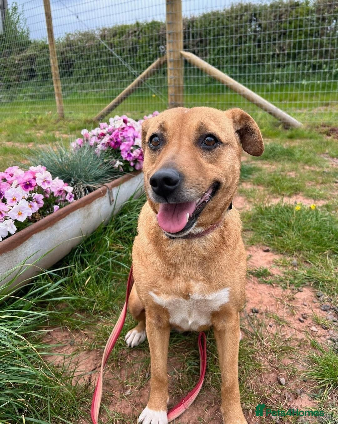 Mixed Breed dogs for adoption: 🧡 Delightful Duffy - once a shell of a dog 🧡 in Kidderminster - Advert 14