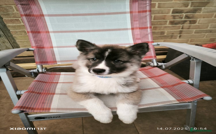 Siberian Husky dogs in Slough - Advert 2