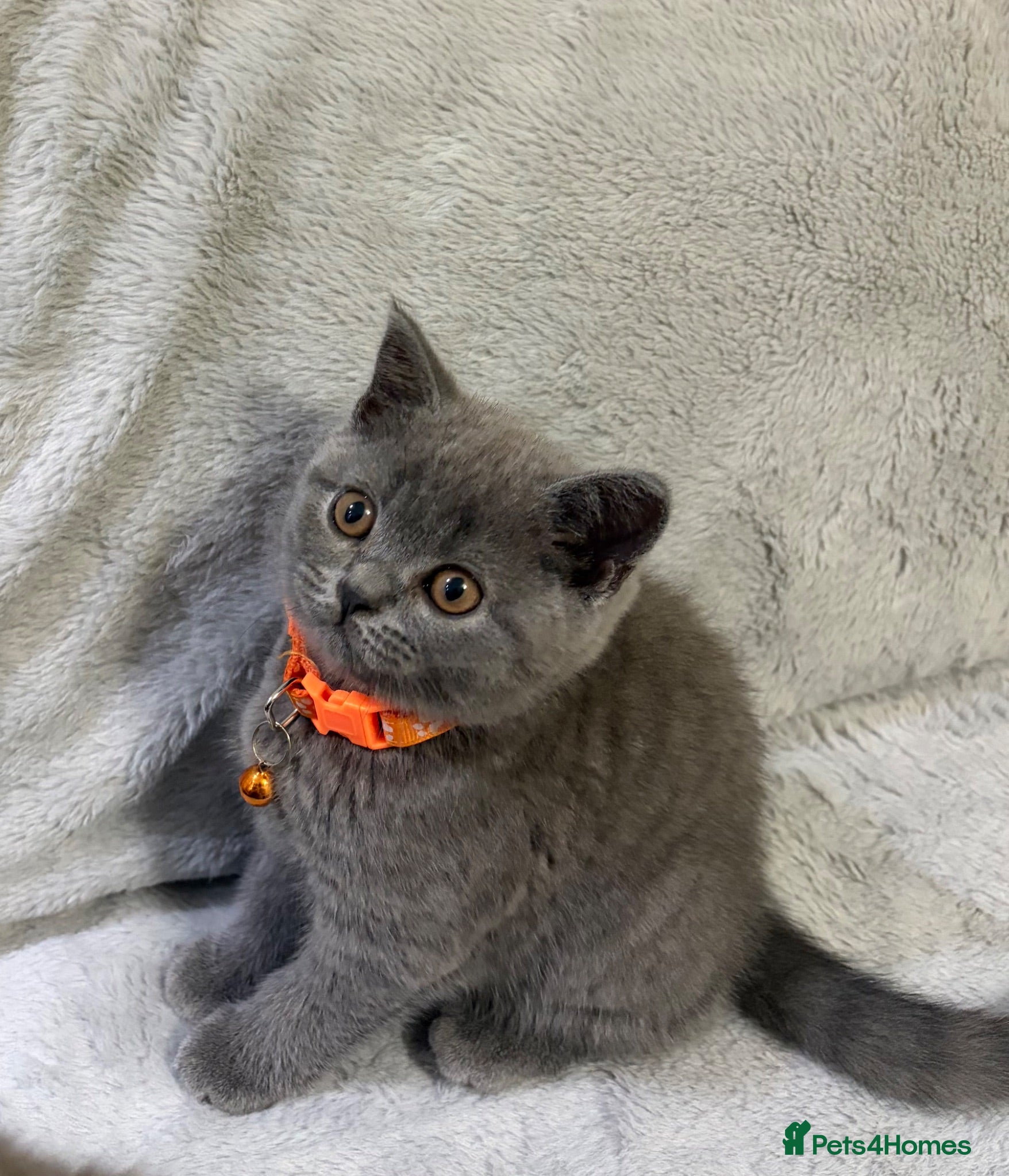 British Shorthair cats Ready!! GCCF, 5 gen championship BSH female - Advert 1