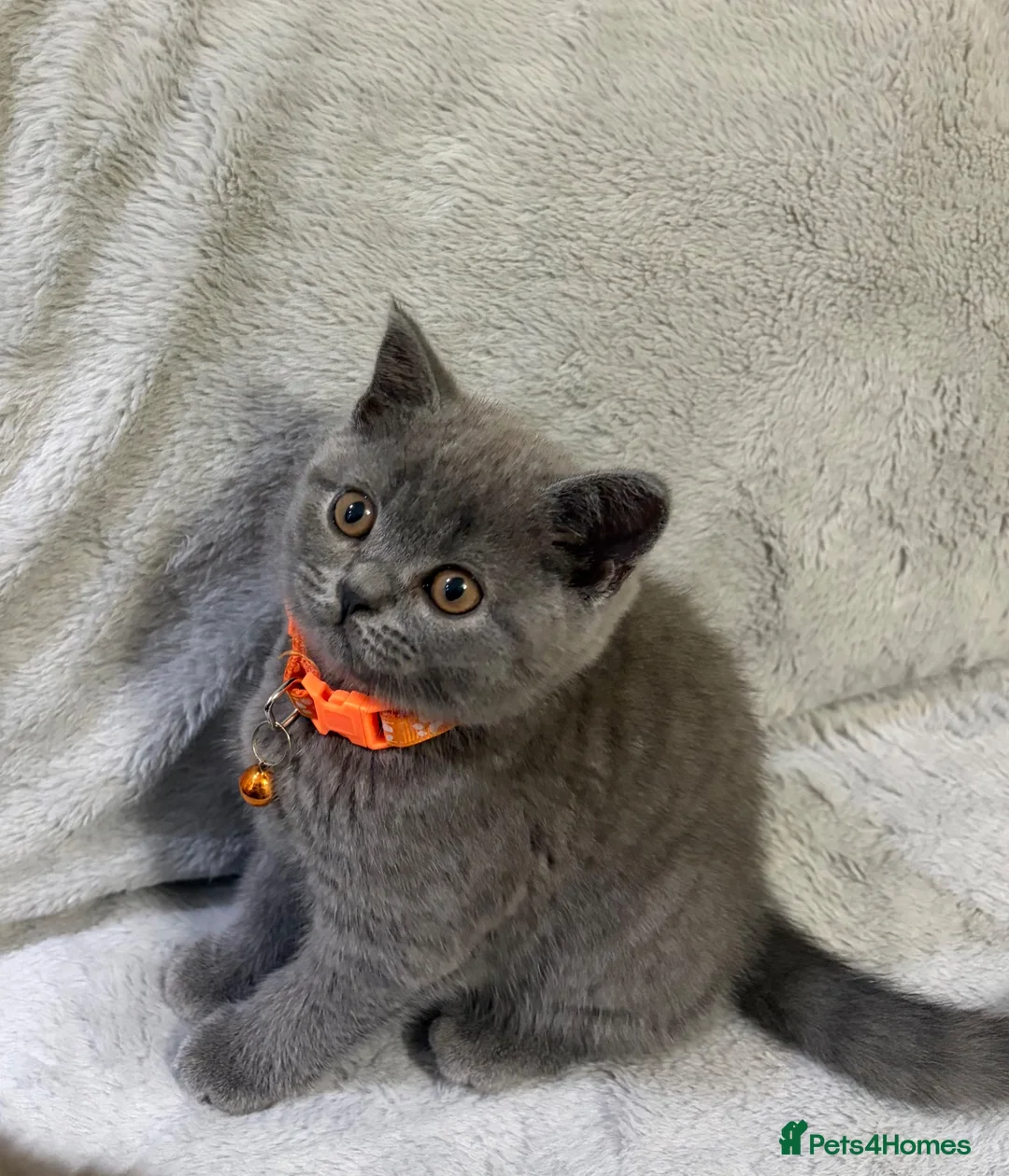 British Shorthair cats for sale: Ready!! GCCF, 5 gen championship BSH female - Advert 1
