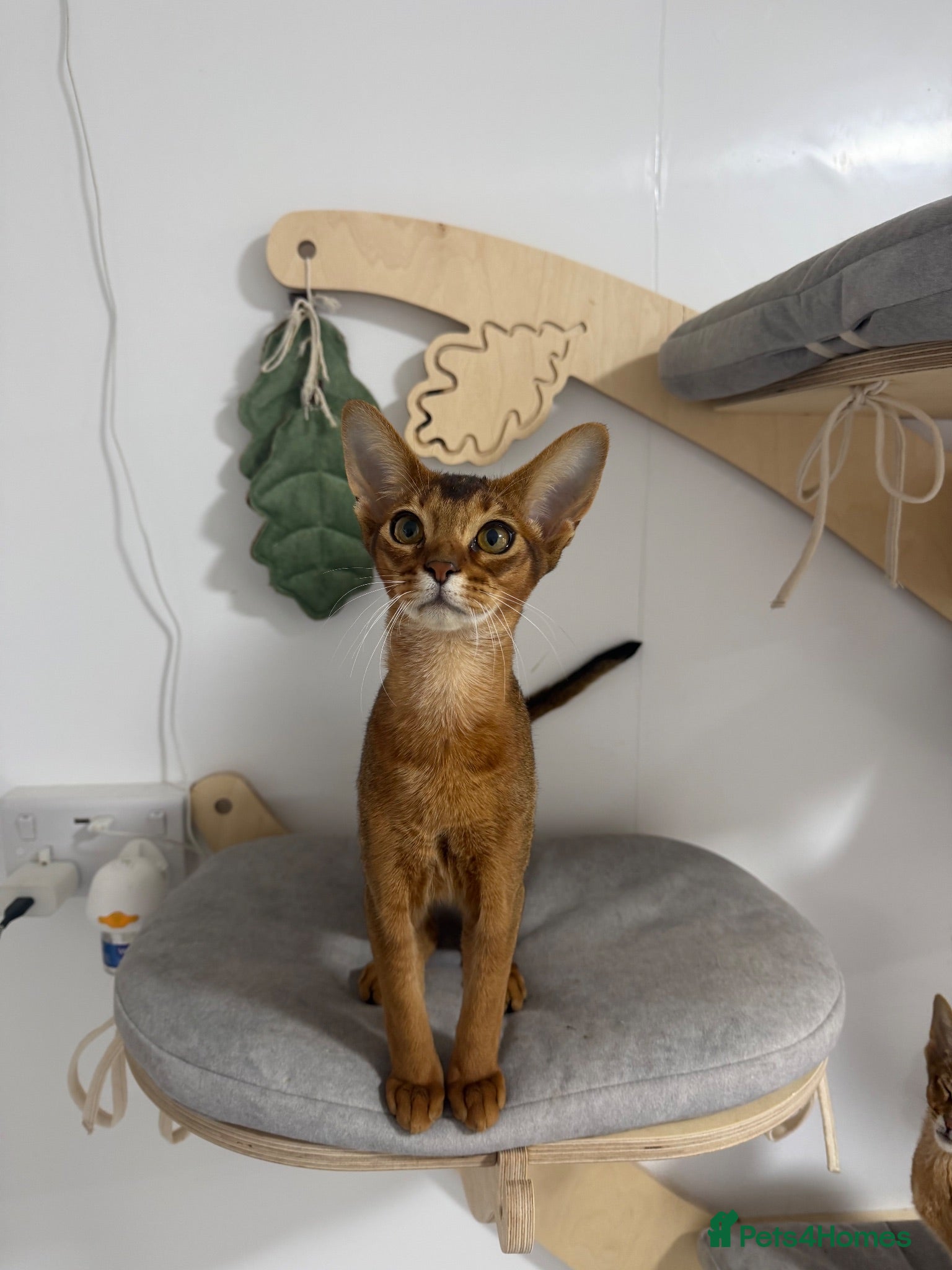 Abyssinian cats LAST BOY😻 - Advert 2