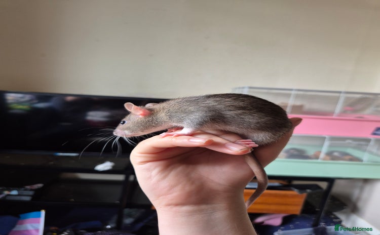 Rat rodents - Advert 15