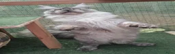 Maine Coon cats for sale: Beautiful high smoked and smoked kittens for sale  - Advert 13