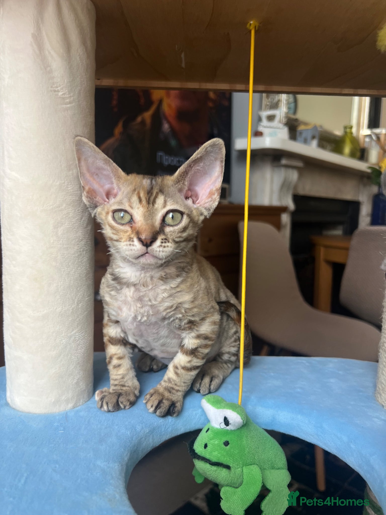 Devon Rex cats Pedigree Devon Rex Kittens – Boys & Girls  - Advert 1