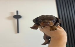 Miniature Dachshund dogs for sale: Four beautiful male miniature dachshunds💙💙💙💙  - Image 2