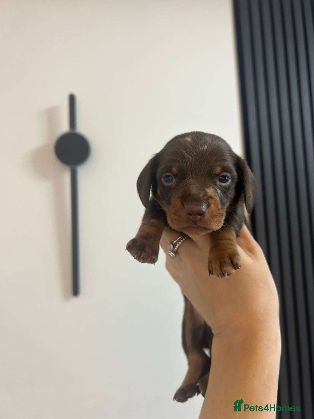 Miniature Dachshund dogs for sale: Four beautiful male miniature dachshunds💙💙💙💙  - Image 2