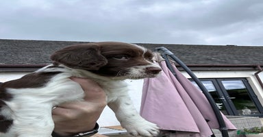 English Springer Spaniel dogs - Advert 13