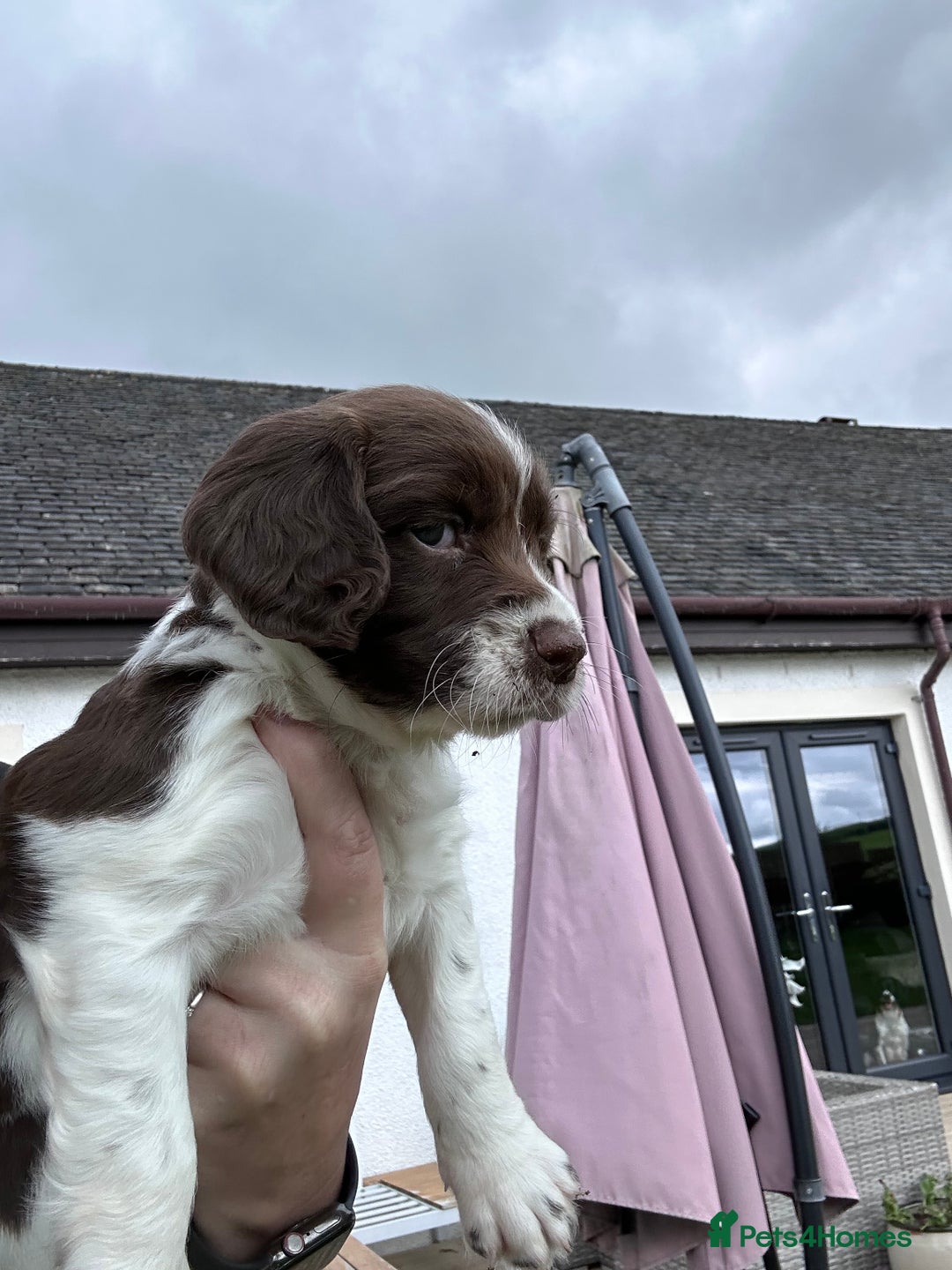 English Springer Spaniel dogs for sale: Springer Spaniels - Image 3