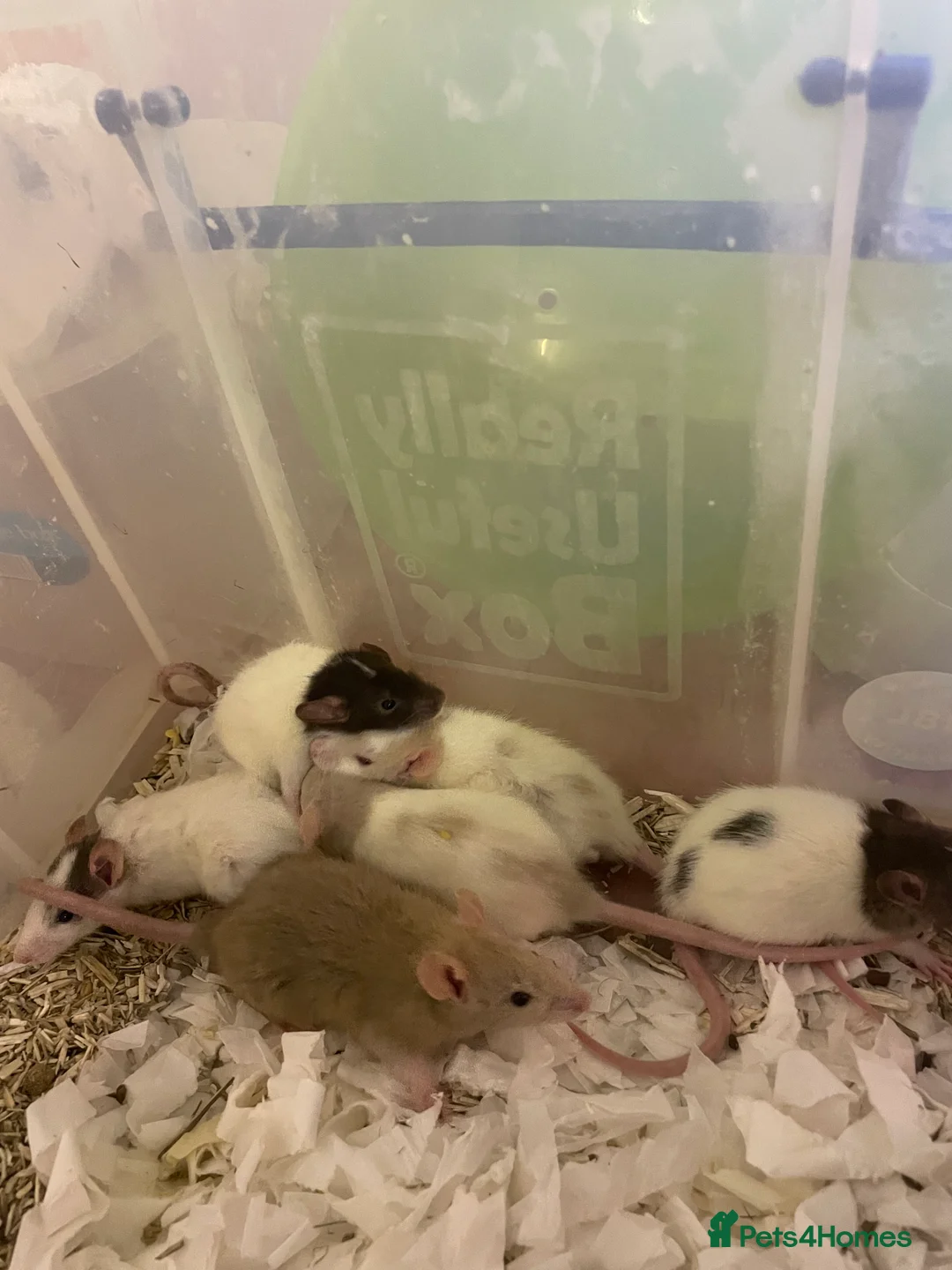 Rat rodents for sale: Baby rats for sale - Advert 4