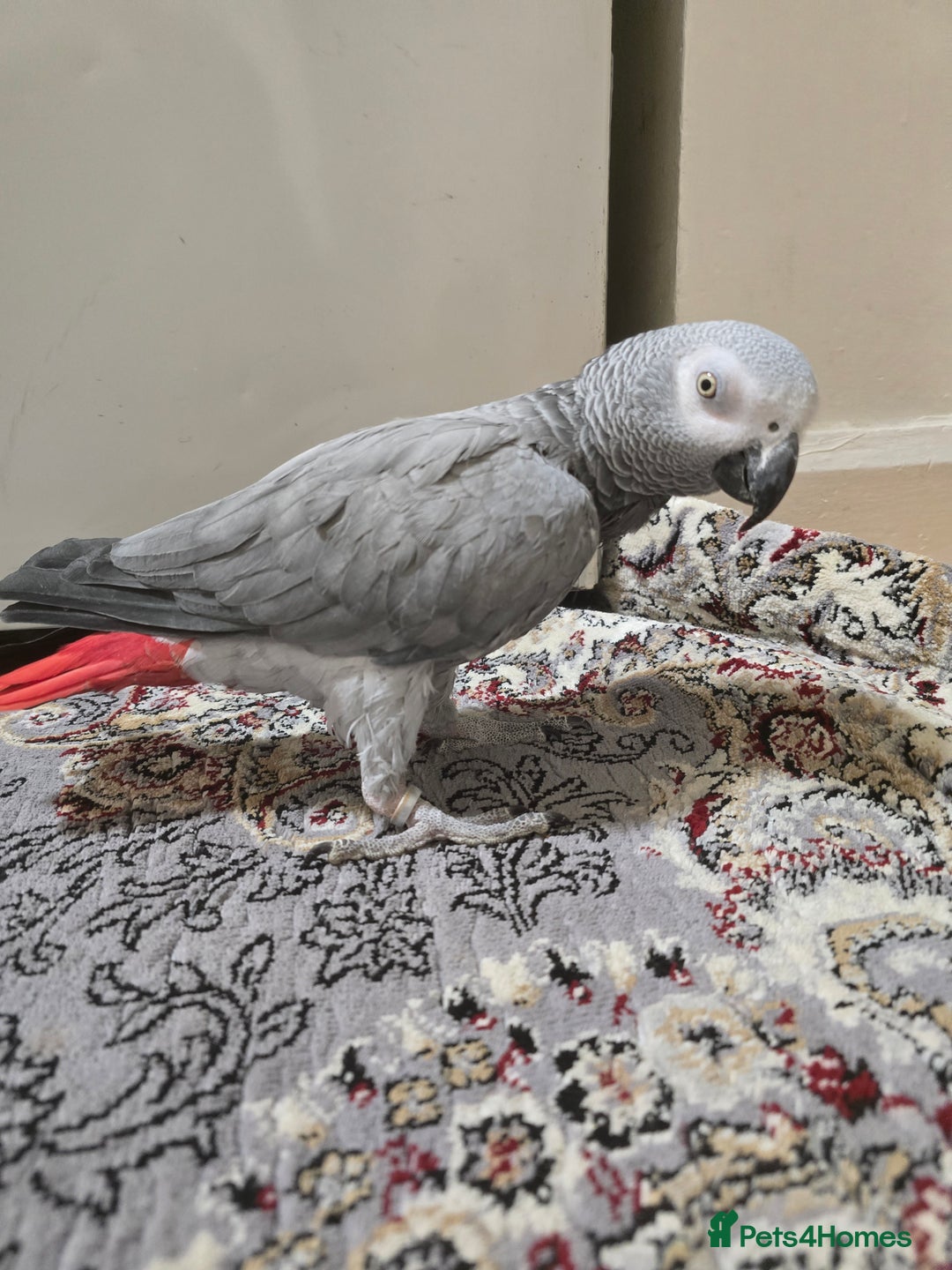 Parrots birds for sale: African Grey Parrot. - Advert 4