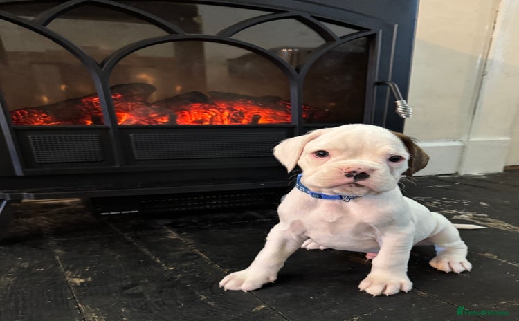 Boxer dogs - Advert 2