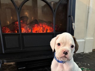 Boxer dogs - Advert 4