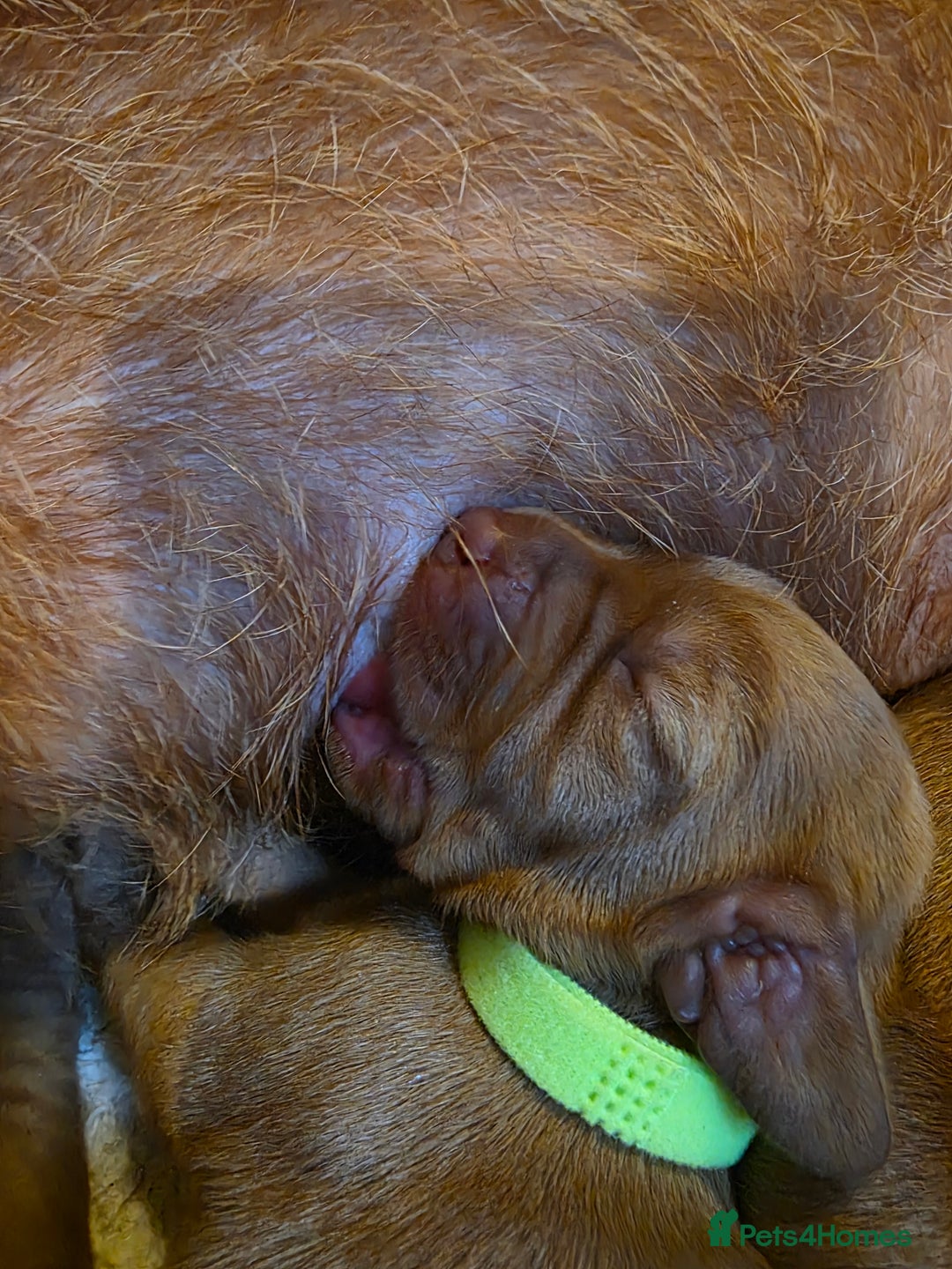 Mixed Breed dogs for sale: Hungarian vizsla cross cocker spaniel puppies - Advert 16
