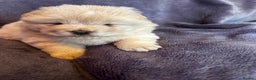 Chow Chow dogs for sale: Stunning chow chow puppies  - Advert 24