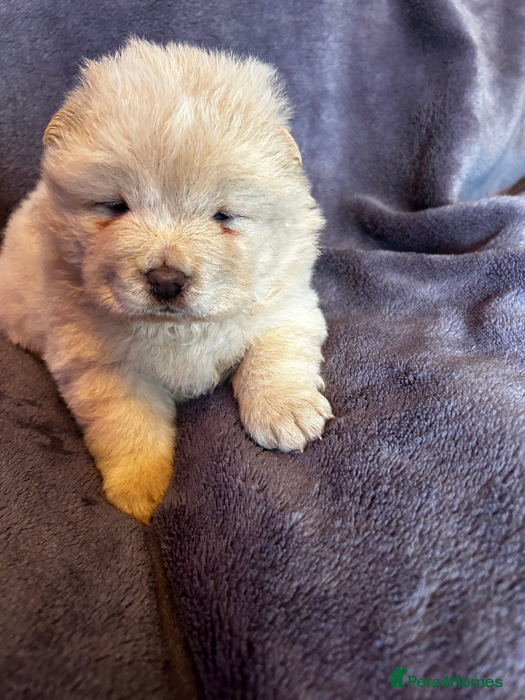 Chow Chow dogs for sale: Stunning chow chow puppies  - Advert 24