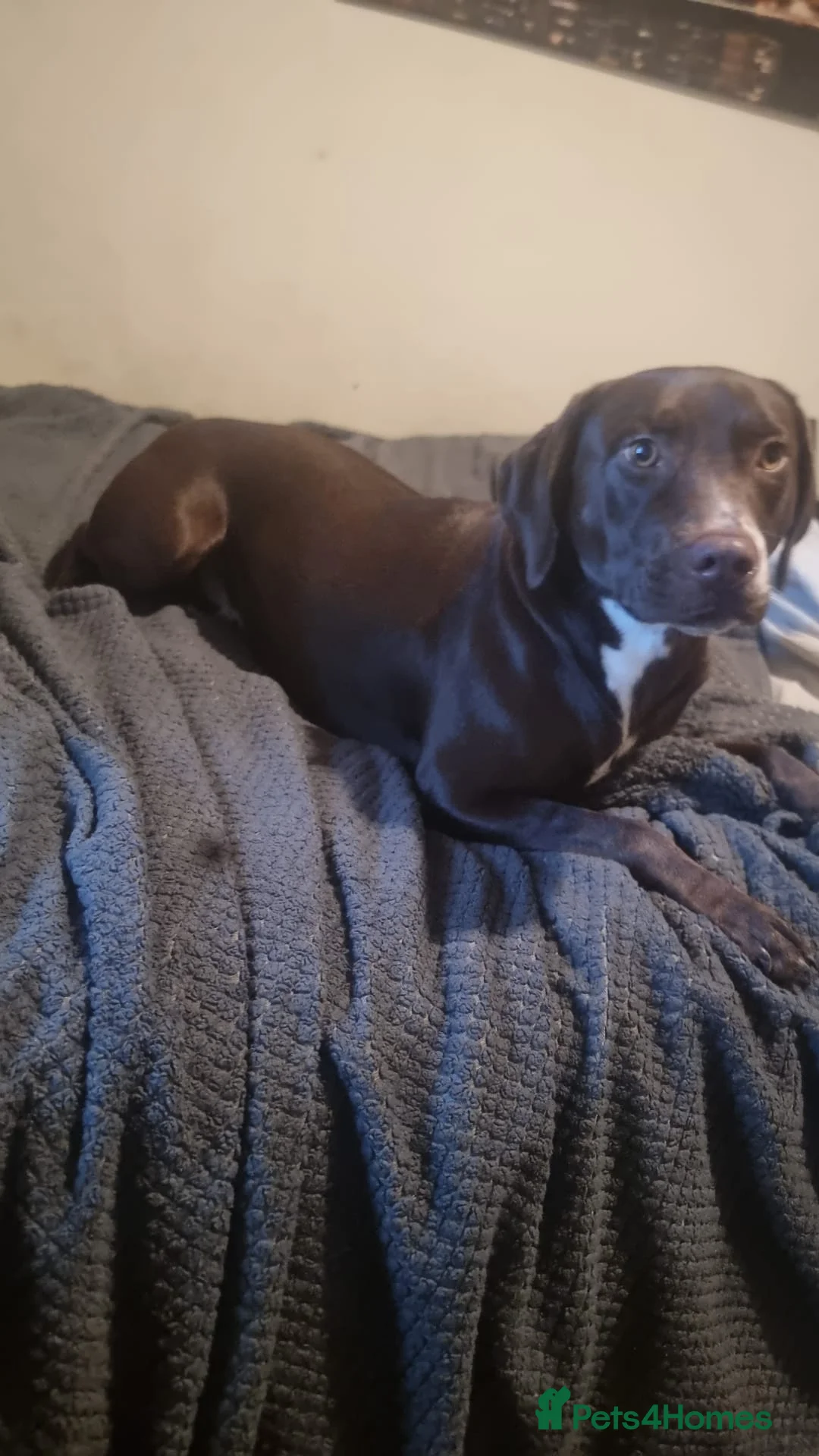 Mixed Breed dogs for sale: Lab x staffy x dalmatian  - Advert 4