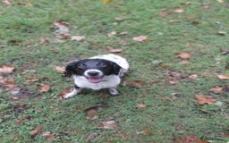 Mixed Breed dogs for sale: 14 month old Cocker Spaniel  - Image 4