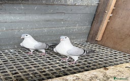 Pigeons birds for sale: Pigeons - Image 8