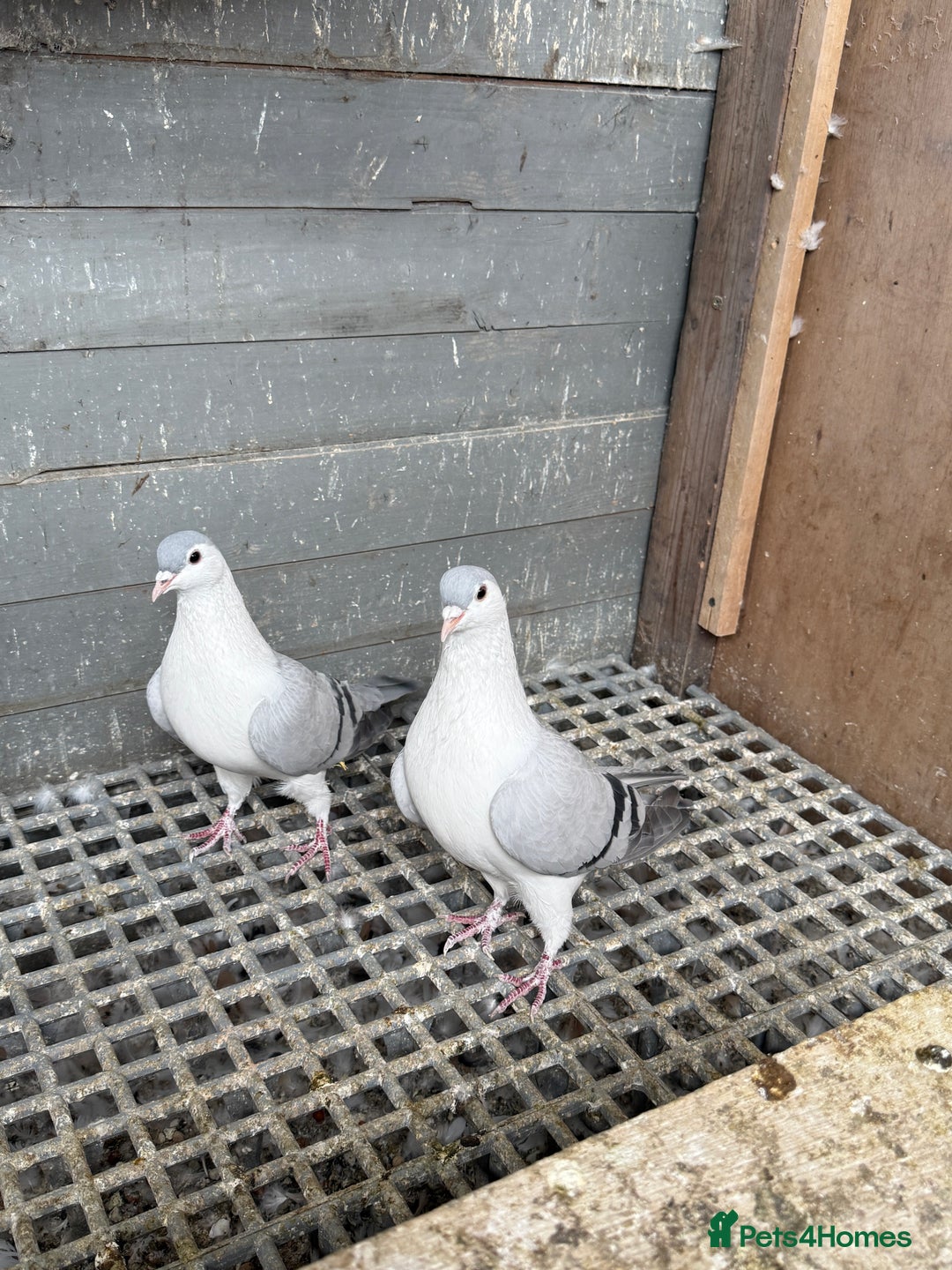Pigeons birds for sale: Pigeons - Image 8