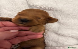 Cavapoo dogs for sale: Extensively health tested F1 Cavapoos  - Image 9